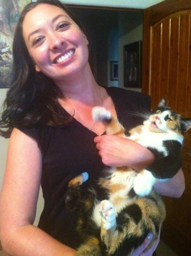 Это поймет каждый обладатель злого кота животные, злые, коты
