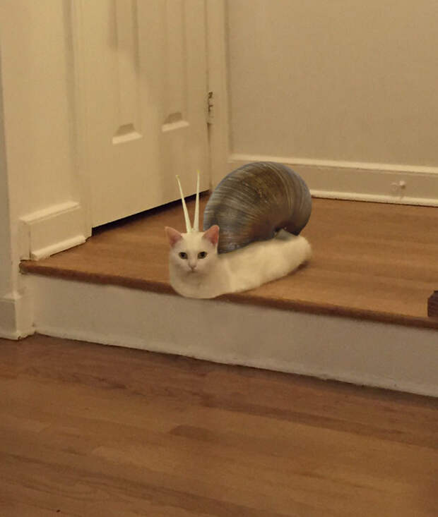 Catsnail