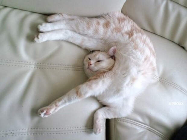 Кот - гимнаст!  коты, люблю котов, прикол, юмор