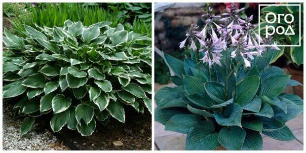 Хоста Форчуна Hosta fortunei