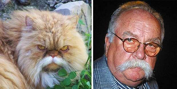 Дедушка-кот и американский актер Уилфорд Бримли. гулять, кошки, фото