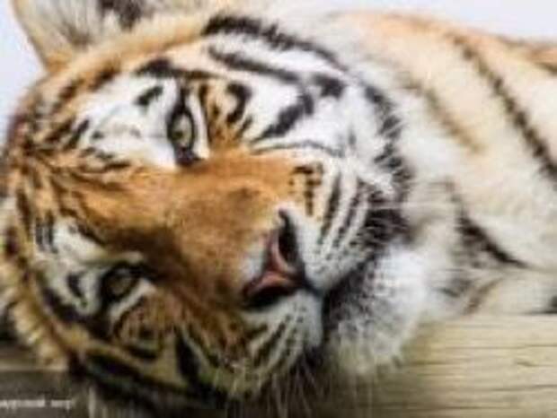 Новость на Newsland: Козел Тимур объявил голодовку - требует тигра Амура