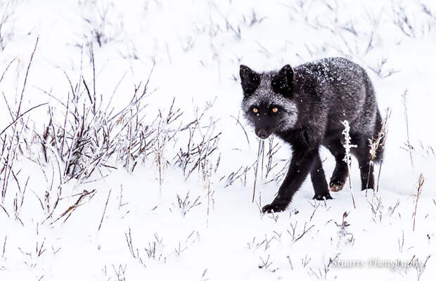 black-silver-fox-6.2