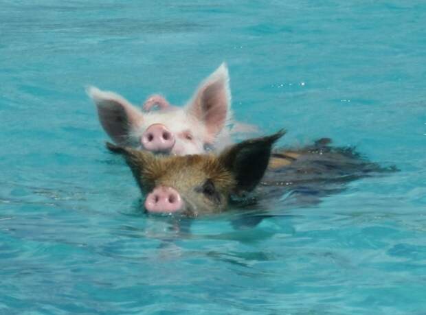 Плывущие свиньи у острова Биг Мэйджор Кэй. Фото