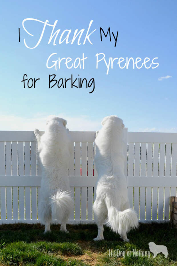 Yes, I thank my Great Pyrenees for barking. I swear I have a good reason.