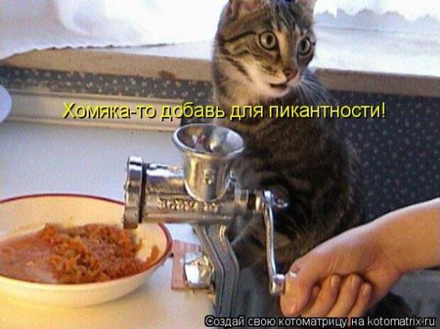 Котоматрица