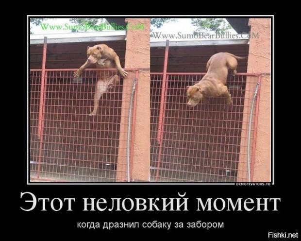 Подборка демотиваторов демотиваторы, прикол, юмор