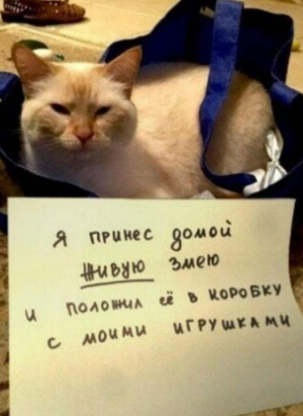 Пользователи рассказали, в чем провинились их коты