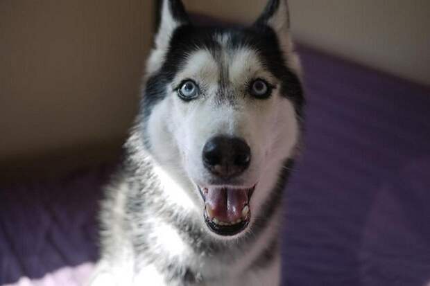 talkinganimals07 10 удивительных животных, которые умеют говорить