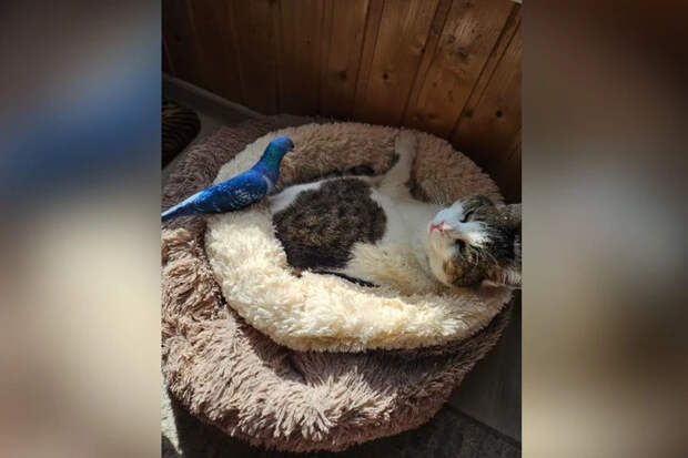 Такое решение было ожидаемым: что думает хозяйка кошки Муси из "Ласточкиного гнезда" о прекращение уголовного дела