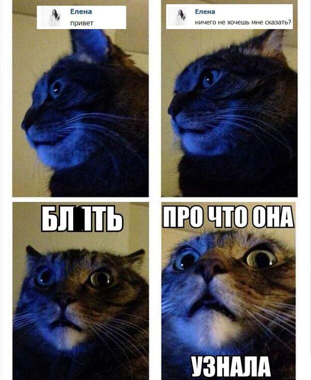 Смешные картинки с подписями катинки, прикол, юмор