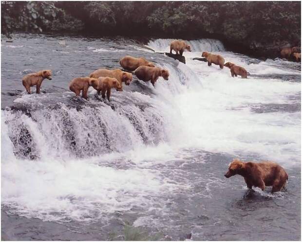 медведи ловят рыбу