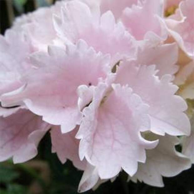 Гортензия крупнолистная (Hydrangea macrophylla)