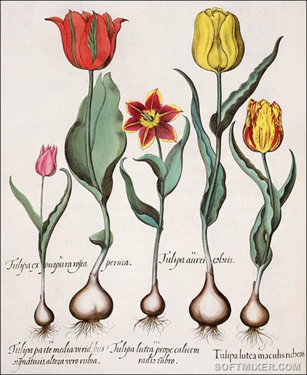 489px-Besler_H.E._tulipa_1