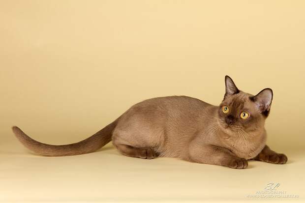 Британские учёные назвали самые долгоживущие породы кошек