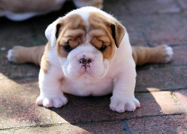 BulldogPuppies10_801x574