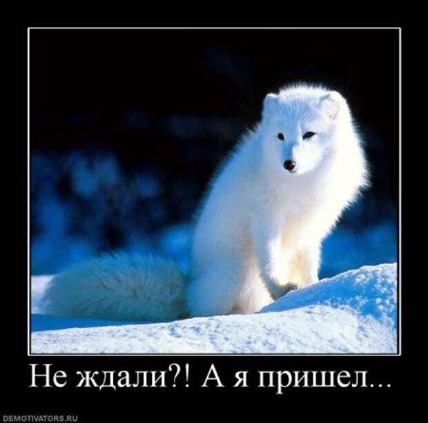 Картинки с ржачными подписями.