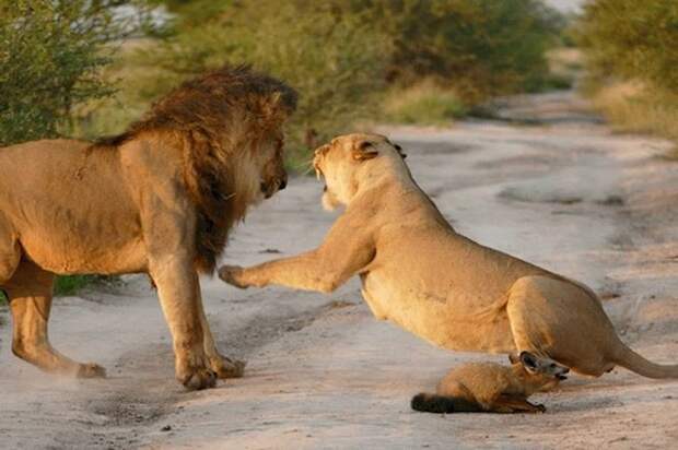 Два льва подошли к раненой лисе. Произошедшее дальше всех поразило  Два льва подошли к раненой лисе, лев, лисенок, львица