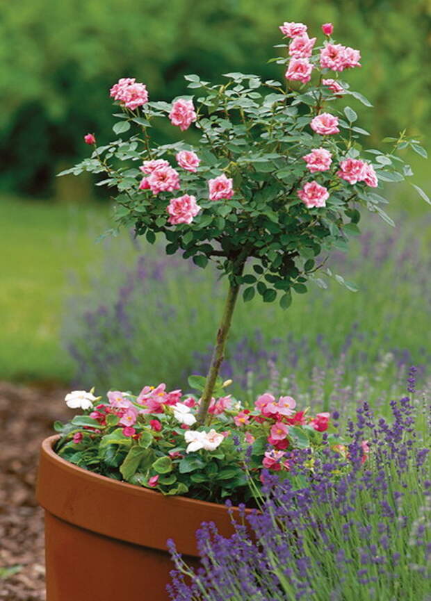 4497432_rosesingardeninspiration31 (430x600, 95Kb)
