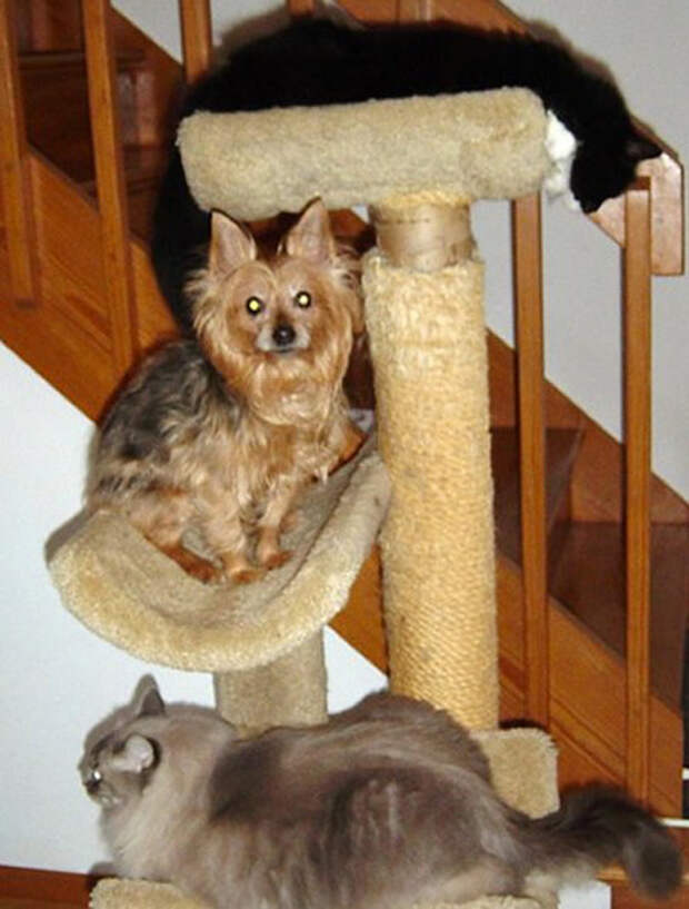 собаки на кошачьих деревьях (3)