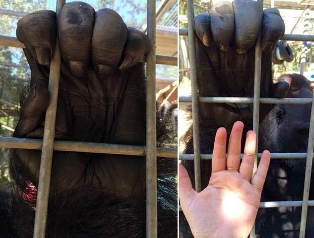 1. Рука гориллы и рука человека в сравнении 