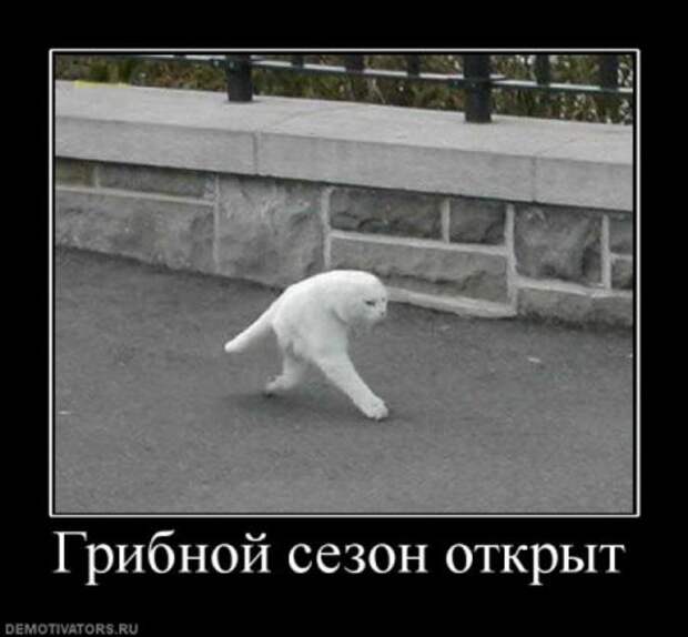 Демотиваторы смешные, юмор в тексте и фото.