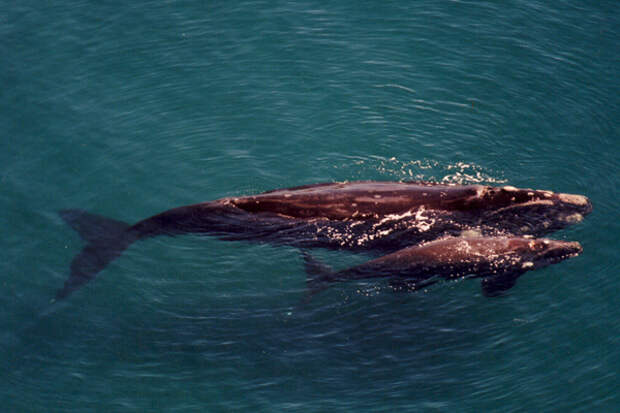 southern right whale family