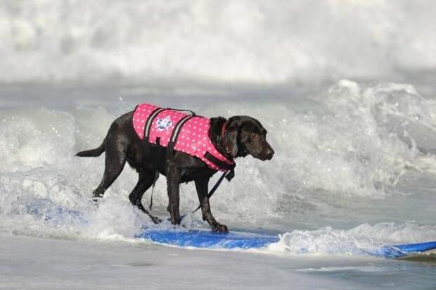 Ежегодный конкурс собак-серфингистов «Surf City Surf Dog»