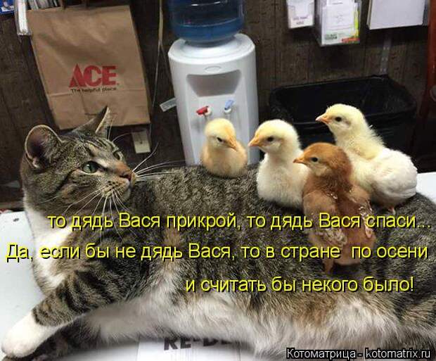 Котоматрица: то дядь Вася прикрой, то дядь Вася спаси... Да, если бы не дядь Вася, то в стране  по осени и считать бы некого было!