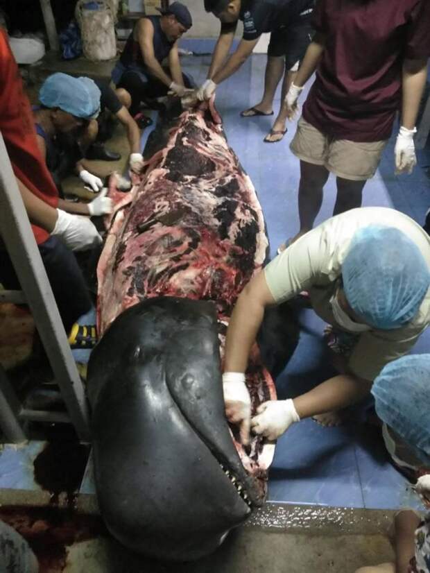 8 кг пластика, в том числе 80 пакетов, убили кита