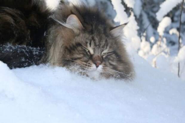 Сибирский царь котов Сибирский царь котов