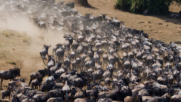 Ползающие камни и миграция животных: 8 загадок, разгаданных учеными