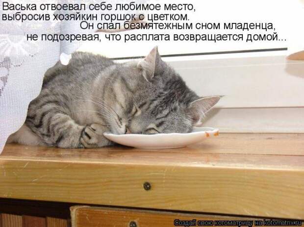 Котоматрицы :)