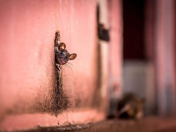 national-geographic-photo-of-the-day-internet-favorites-2015-23__880