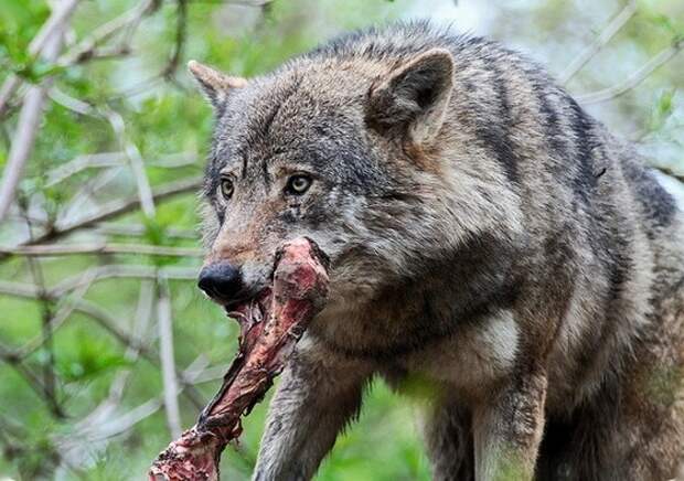 Встречаются волки, съедающие слабых сородичей