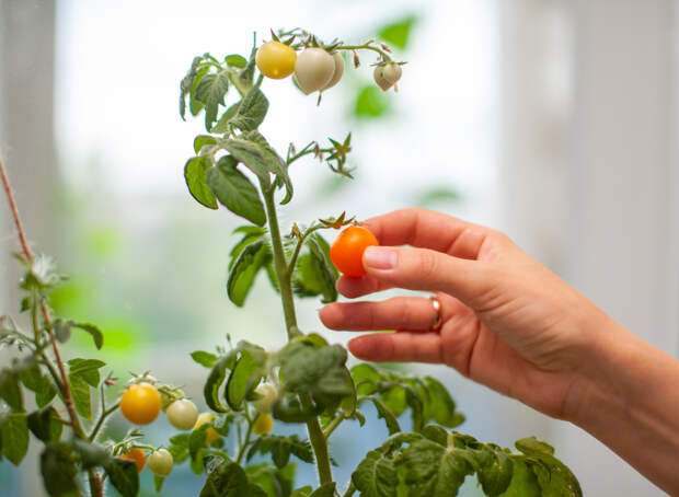 Россиянам назвали сорта помидоров для выращивания на балконе