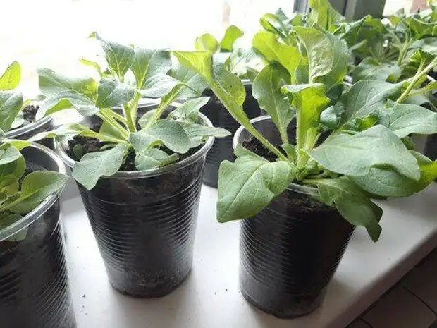 "Первая прищипка": как правильно начинать формировать ампельную и кустовую петунию, чтобы куст был пышным и красивым