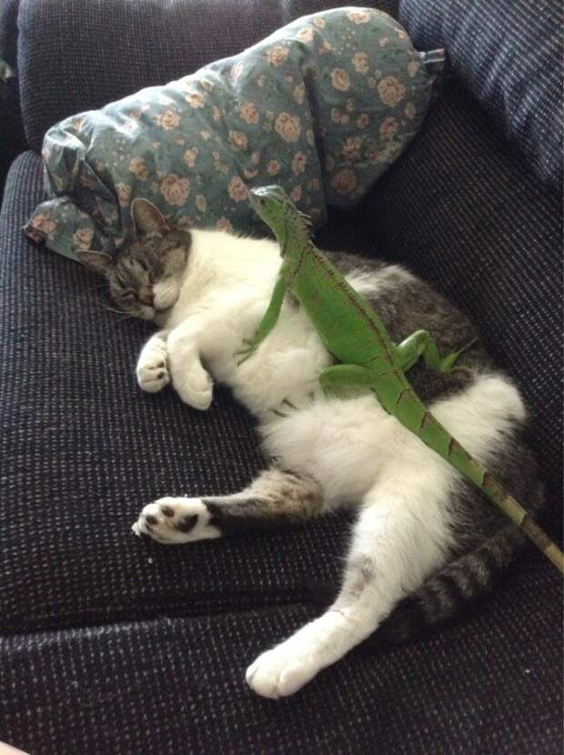 дружба кота и ящерицы