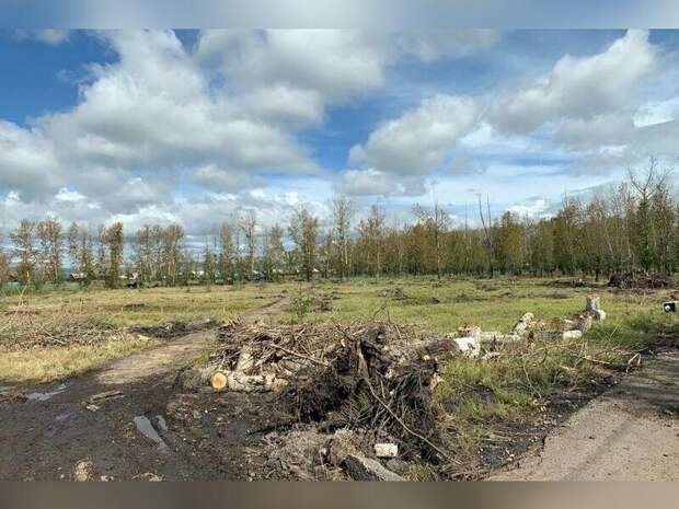 Деревья в парке Угольщиков в посёлке Восточный гибнут после ремонта дорожек
