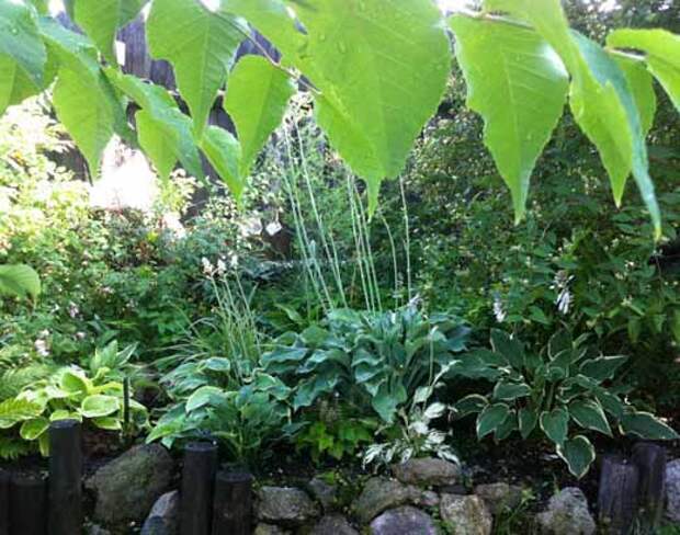 Хосты Красивые многолетники для сада