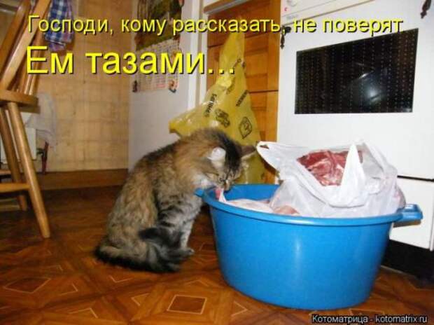 Котоматрицы(картинки с надписями)
