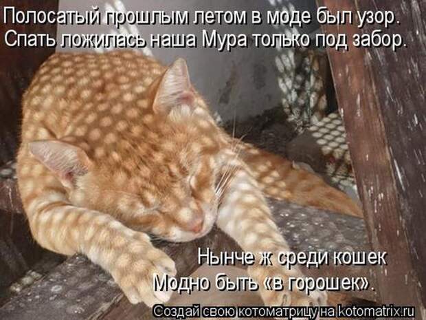 Лучшие котоматрицы недели (50 фото)