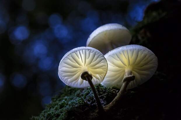 8. Porcelain fungus Удемансиелла слизистая. грибы, интересное, фото