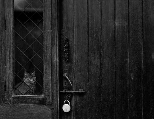 меланхоличные коты ждут хозяина у окна (27)