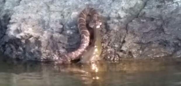 Змея смогла вытянуть из реки огромного сома за хвост (видео)