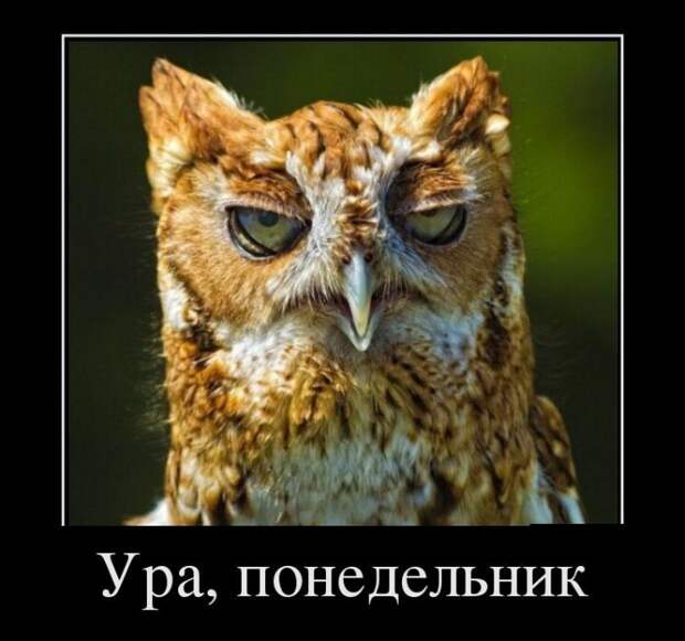 Демотиваторы демотиваторы, прикол, смех, юмор