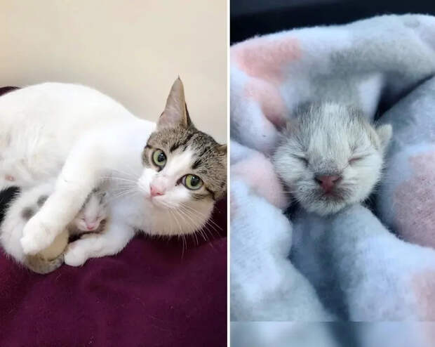 Без кота и жизнь не та
