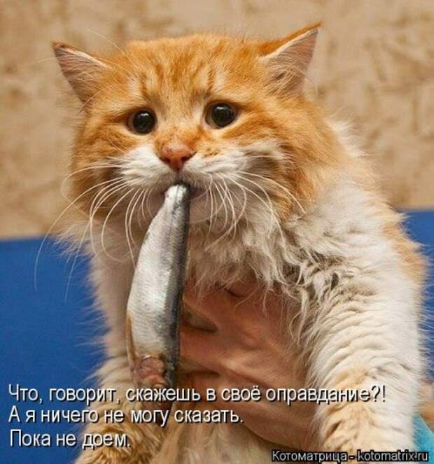 Свежая котоматрица (37 фото)