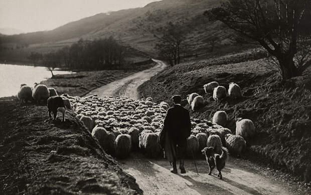 16. Мужчина пасет овец с помощью своих собак колли. Шотландия, 1919 national geographic, история, природа, фотография