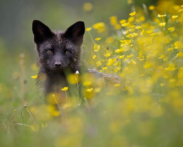 The Rare Beauty Of  Black Foxes (15+ Pics)